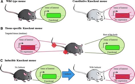 The Difference: Knockout vs. Conditional Knockout Mice? - Atlantis Bioscience Pte Ltd