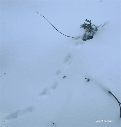 American Marten Tracks and Sign - Winterberry Wildlife