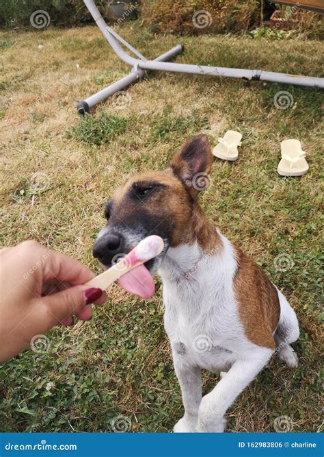 Dog licking an ice cream stock photo. Image of licking - 162983806