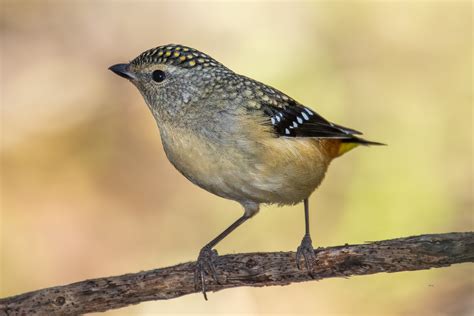 A Young Female Spotted Pardalote : r/perth