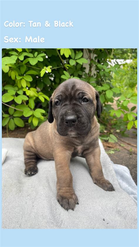 Mastiff Puppies for Sale | Dogs & Puppies for Rehoming | Annapolis ...