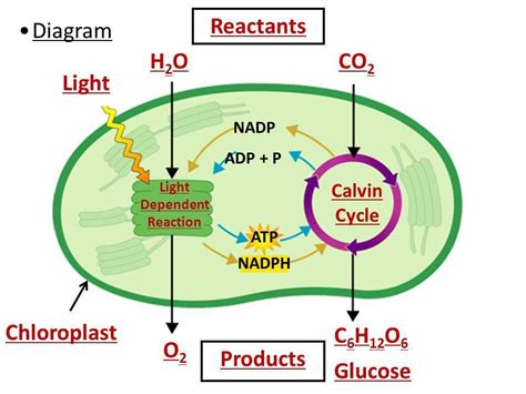 What two products from the light-dependent stage of photosynthesis are ...