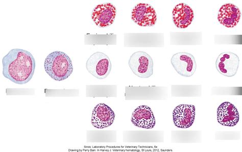 Myelocyte And Metamyelocyte