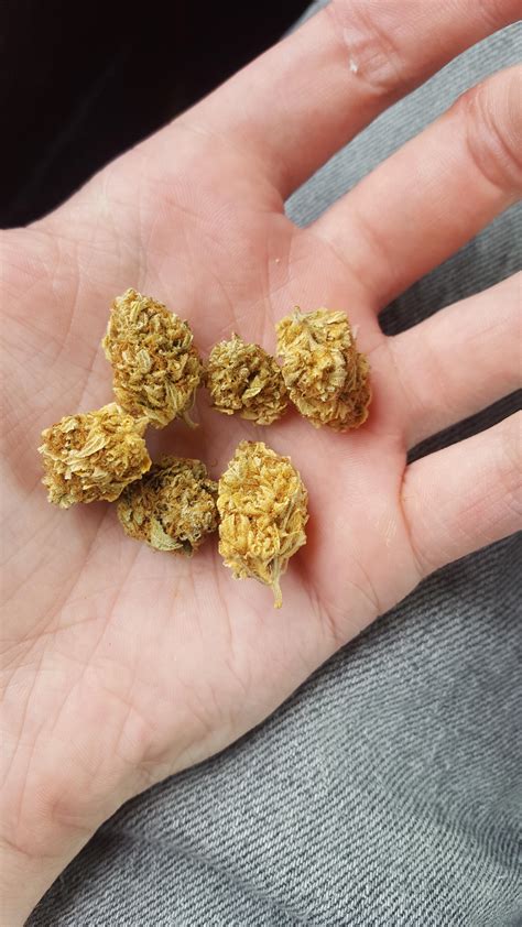 Is there such a thing as yellow weed or did I get ripped off? : r/trees