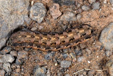 European Lepidoptera and their ecology: Spodoptera exigua