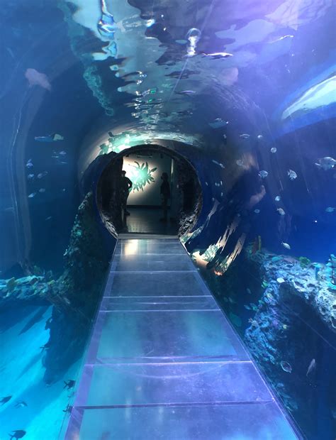 The Mississippi Aquarium: A New Jewel on the Mississippi Gulf Coast | OurTupelo