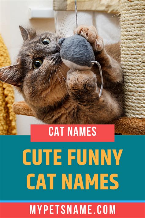 Cute Funny Cat Names | Cat names, Funny cats, Funny cat names