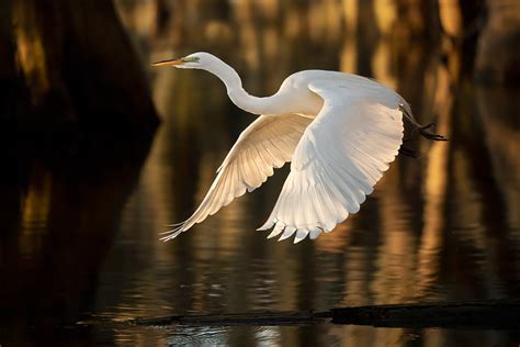 great-egret-flying-through-swamp