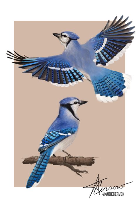 BIRDS #1: blue jay #birds #animals #bird #bluejay #digitalpainting #drawing #nature # ...