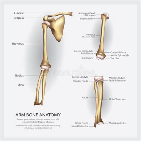 Anatomia Dell'osso Di Braccio Con Il Dettaglio Illustrazione Vettoriale - Illustrazione di ...