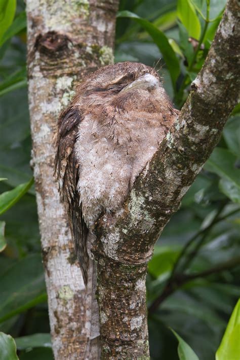 File:Podargus papuensis - Daintree River.jpg - Wikipedia, the free encyclopedia