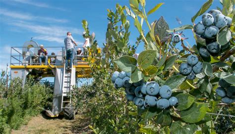 New blueberry varieties may stretch season, refresh slowing market ...