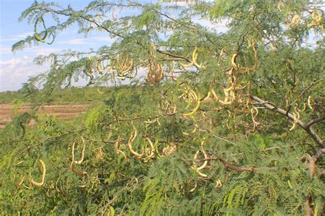 Prosopis juliflora (Sw.) DC. | Colombian Plants made accessible