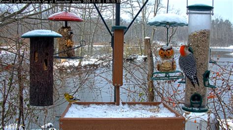 Birds, Feeders, and Science Oh My! What Can We Discover Together ...