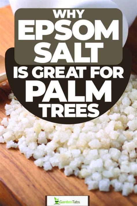 Why Epsom Salt Is Great For Palm Trees: Tips For Application And Dosage