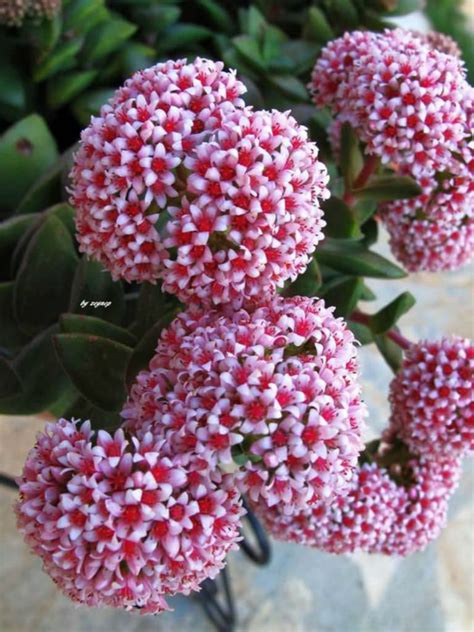 Crassula 'Springtime' | World of Succulents