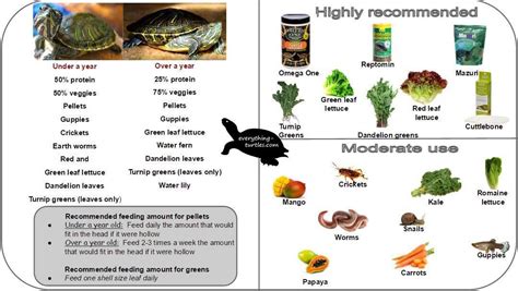 Food chart for RES turtle | Red eared slider turtle, Red eared slider ...