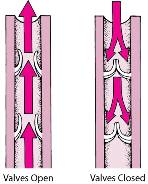 Function Of Venous Valves