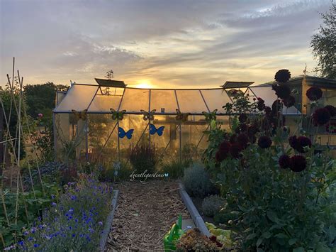 Greenhouse Garden sunrise - Dgentle Gardener