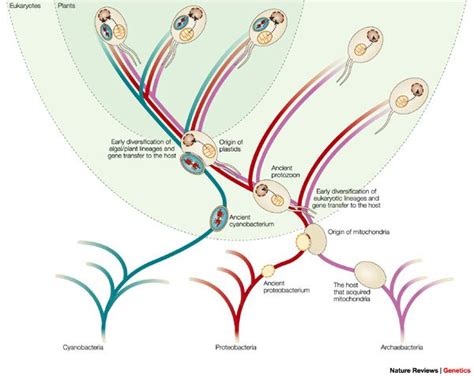 Endosymbiotic evolution and the tree of genomes | Biology units, Cells worksheet, Learning science