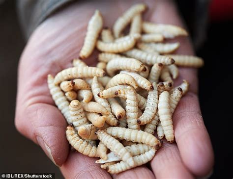 Maggots In Wound