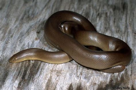 Top 10 Rubber Boa Facts - A Very Rubbery Looking Snake!