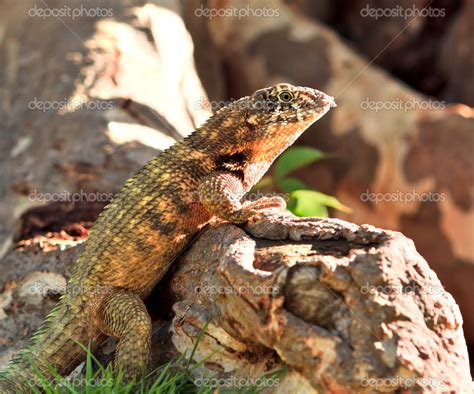 Common lizard Stock Photo by ©balaikin 35058723