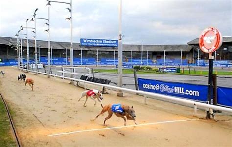 The Last Greyhound Racetrack in London Has Closed Its Doors for Good - LIFE WITH DOGS