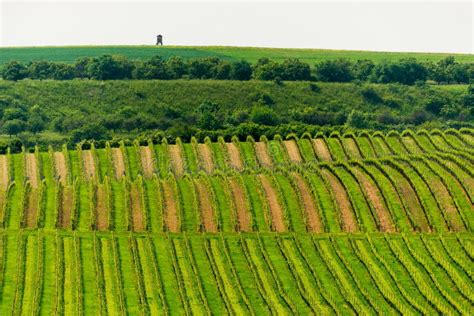 Vineyards, spring, Moravia stock photo. Image of field - 89853580