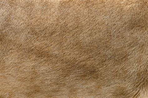 Closeup real lion fur texture | High-Quality Animal Stock Photos ~ Creative Market