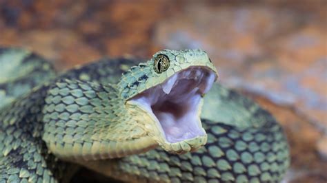 Venomous Snake Bites Have Increased, New Study Confirms