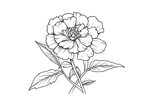 Colorful Marigold Flower Drawing - Coloring Page