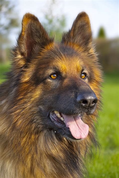 German Shepherd Names TOP- Best List [Male, Female] - PetShoper