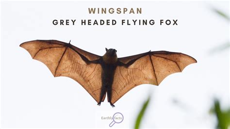 Grey Headed Flying Fox | Australia | Wildlife | Earhly Facts