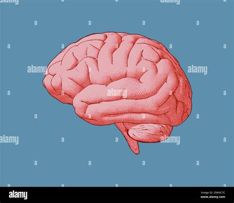 Engraving red pink brain side view with watercolor and drawing ...