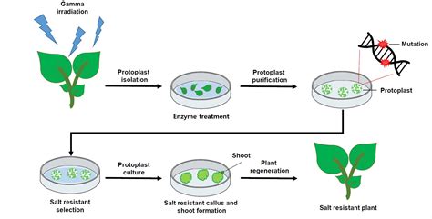 Transient Production Of Receptor-binding Domain Of, 53% OFF