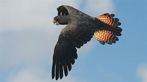 Red-tailed Black-Cockatoo - BirdLife Australia