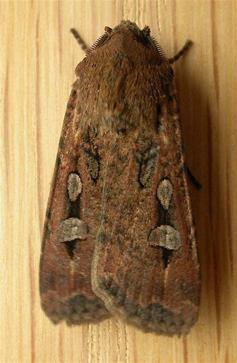 Bogong moth (Agrotis infusa)