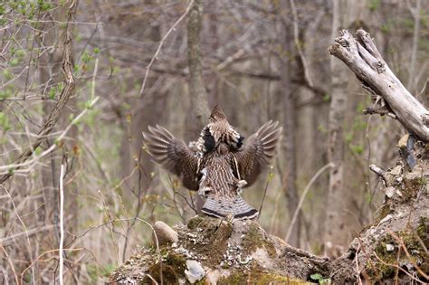 Ruffed Grouse Drumming Visual & Info | Scout-n-Hunt