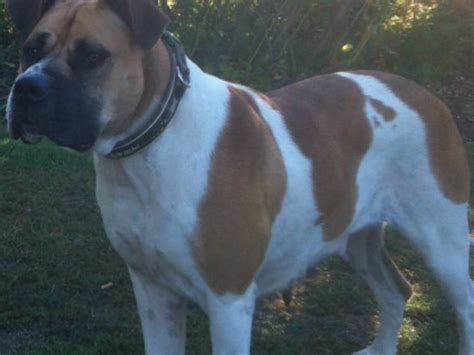 Boerboel Colors: Guide to Desirable and Disqualified Colors - Healthy ...