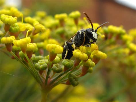 BugBlog: A primer on solitary bees