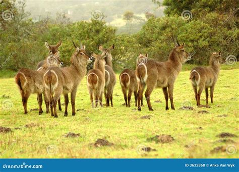 Waterbuck herd stock photo. Image of female, look, lots - 3632868