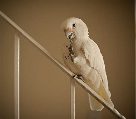 Goffin's Cockatoo | World Parrot Trust