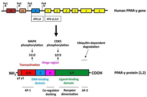 Regulation of Matrix Remodeling by Peroxisome Proliferator-Activated Receptor-γ: A Novel Link ...