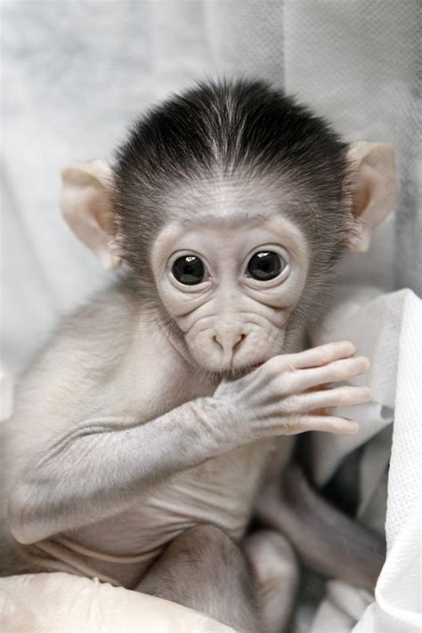 Shy baby monkey at Paris zoo (8 pics) | Amazing Creatures