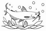 Catfish 18 Coloring Page Supercoloringcom Sketch sketch template