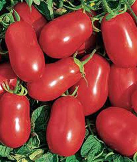 TOMATO SEEDS, ITALIAN ROMA, HEIRLOOM, ORGANIC SEEDS, DELICIOUS RED TAS – Country Creek LLC