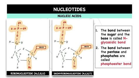 12.-nucleotides-formation-of-phosphodiester-bonds.005 – The Theoretical ...