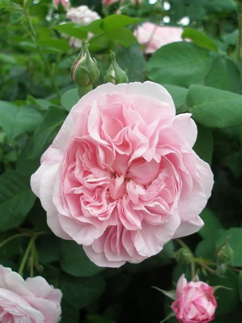 Rock Climbing Board: Best Fragrant Climbing Roses