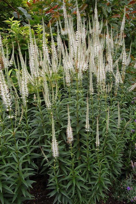 Veronicastrum virginicum – Nurseries Caroliniana